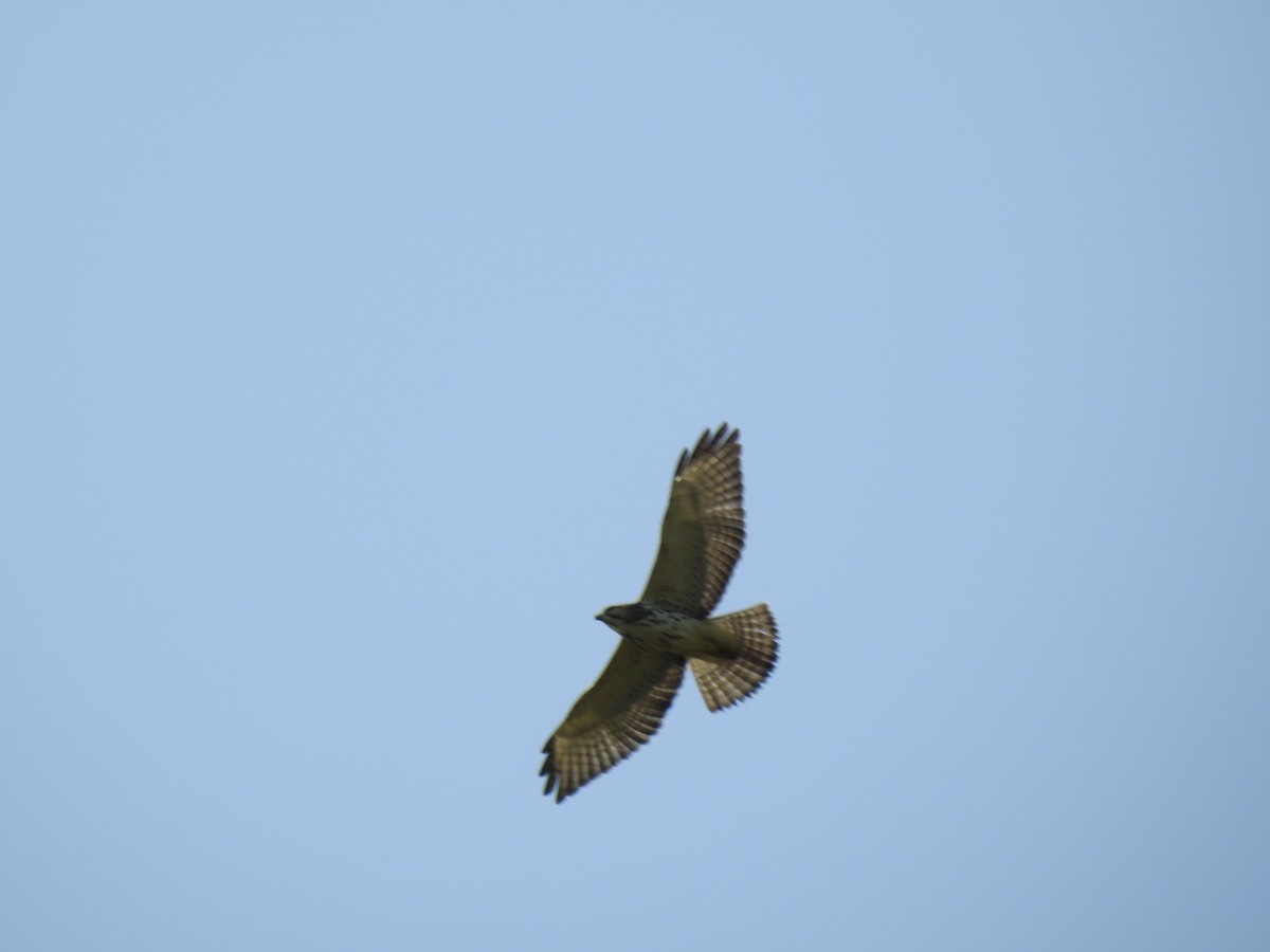 Broad-winged Hawk (Northern) - ML254754031