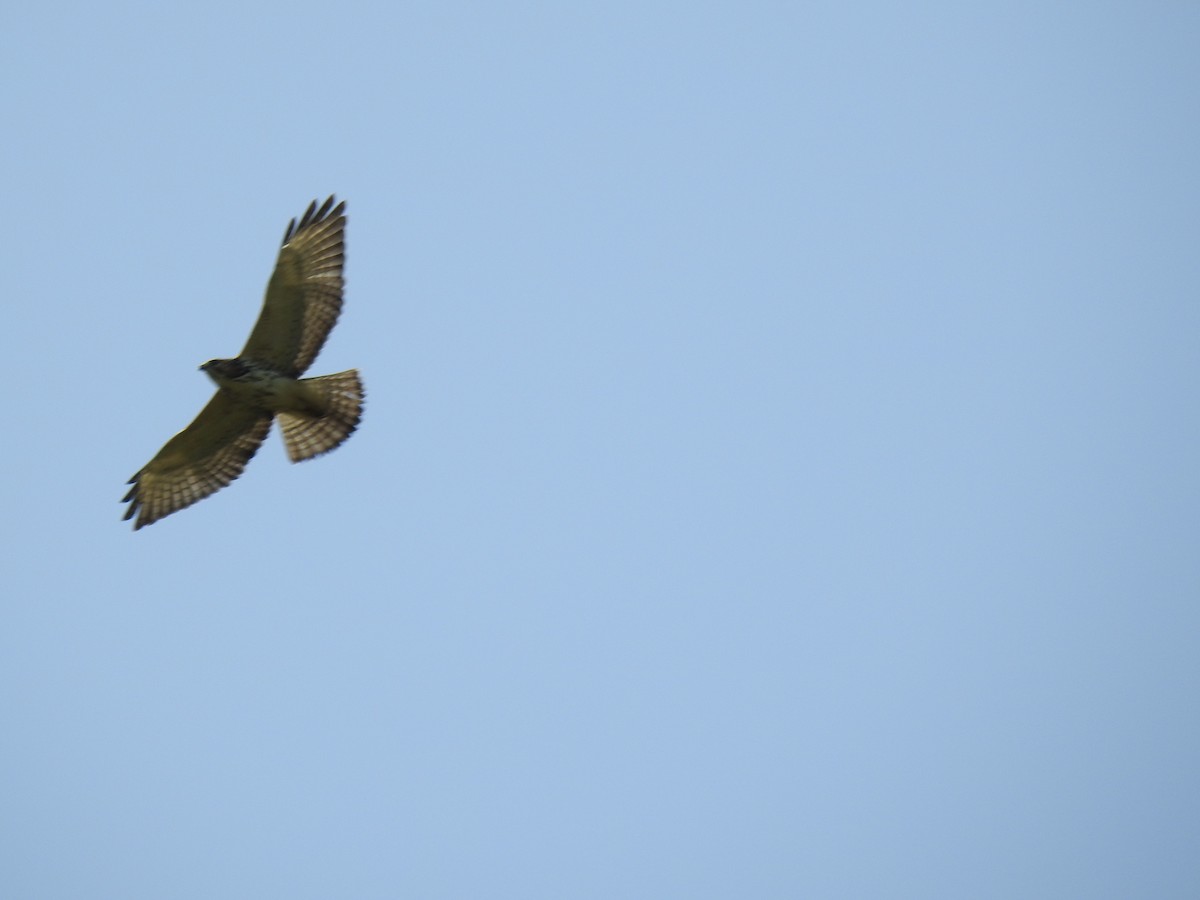 Broad-winged Hawk (Northern) - ML254754041