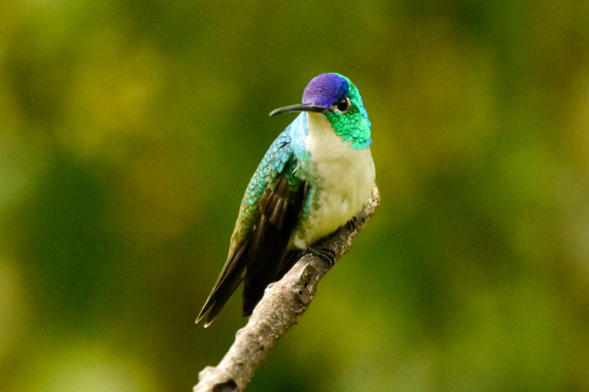 kolibřík andský - ML254754101