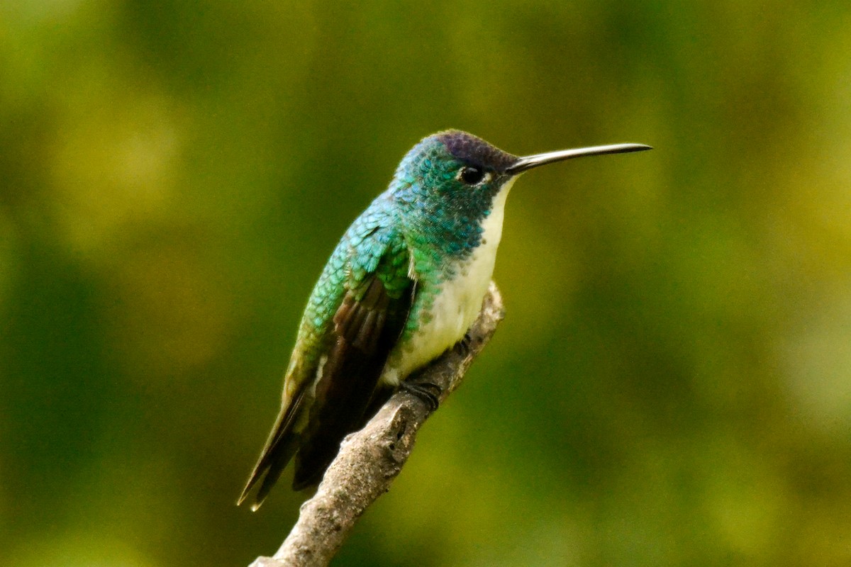 kolibřík andský - ML254754221