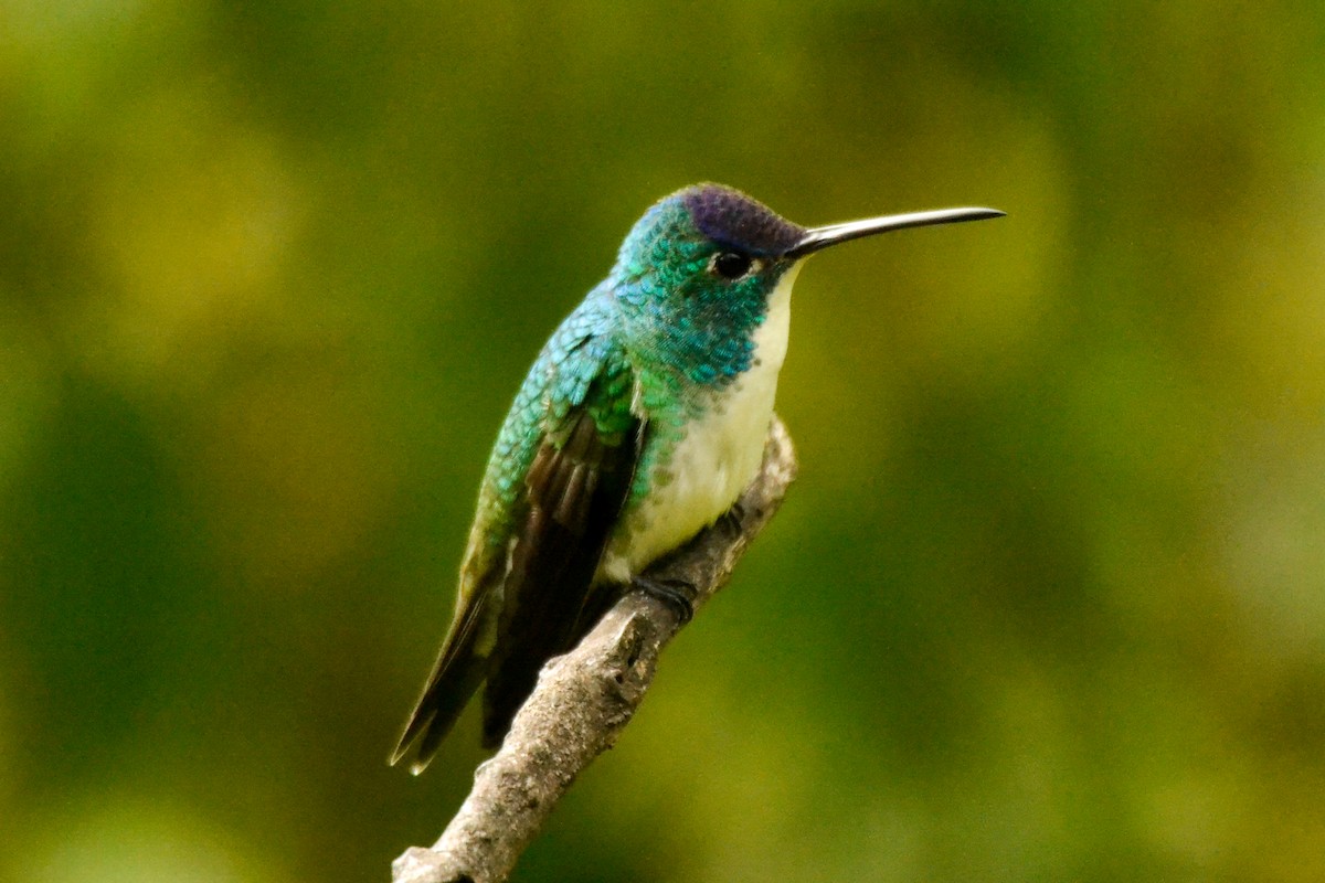 kolibřík andský - ML254754251