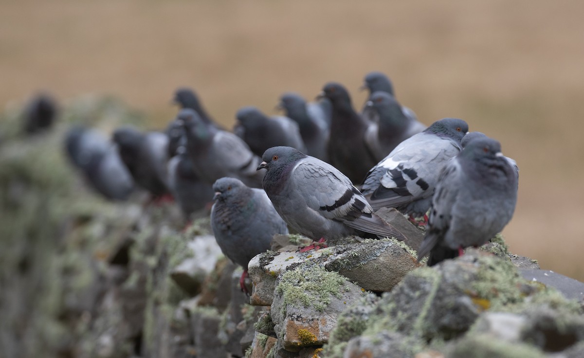 Rock Pigeon - Daniel Gornall
