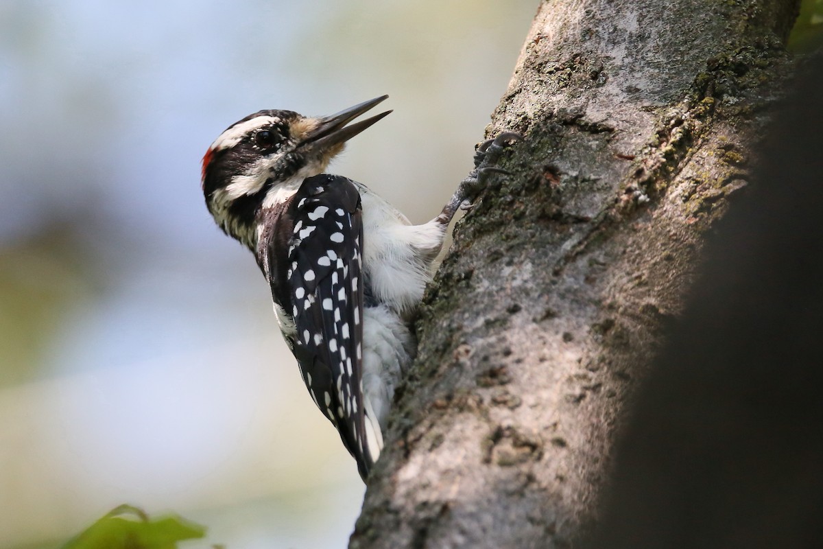 Hairy Woodpecker - Ron Sempier