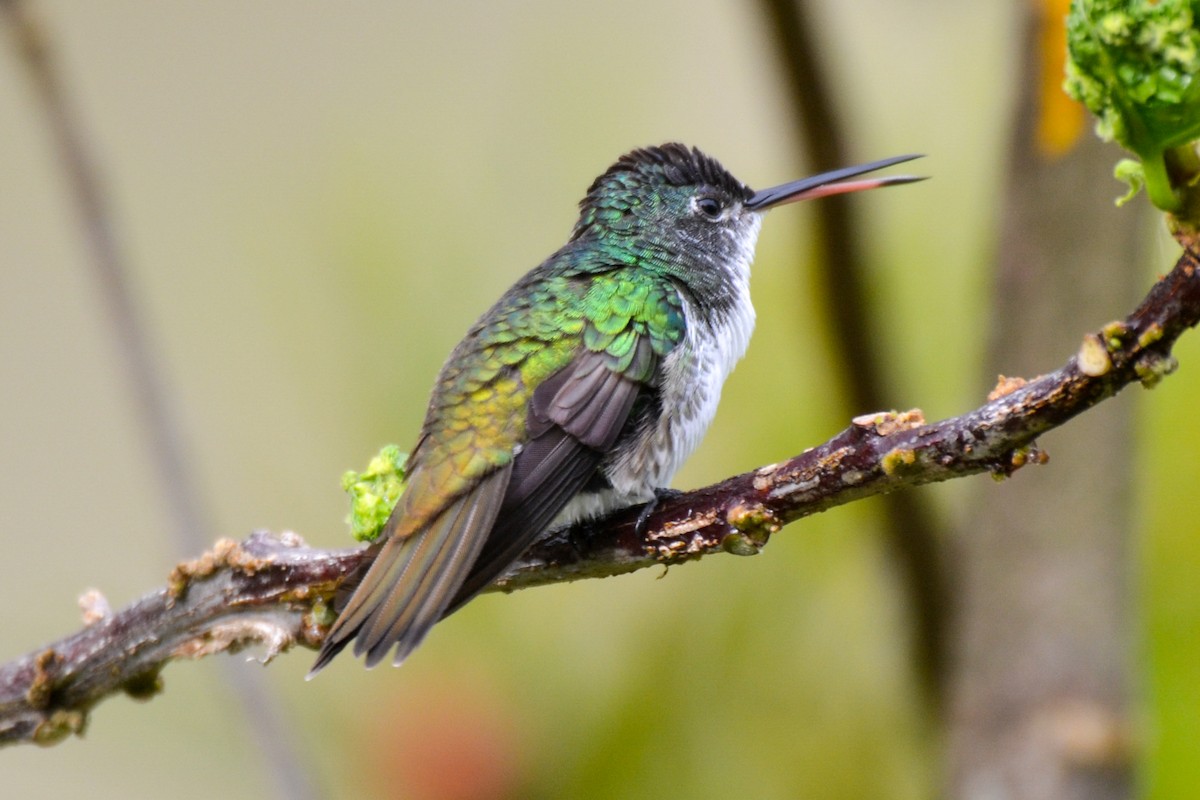 kolibřík andský - ML254755011