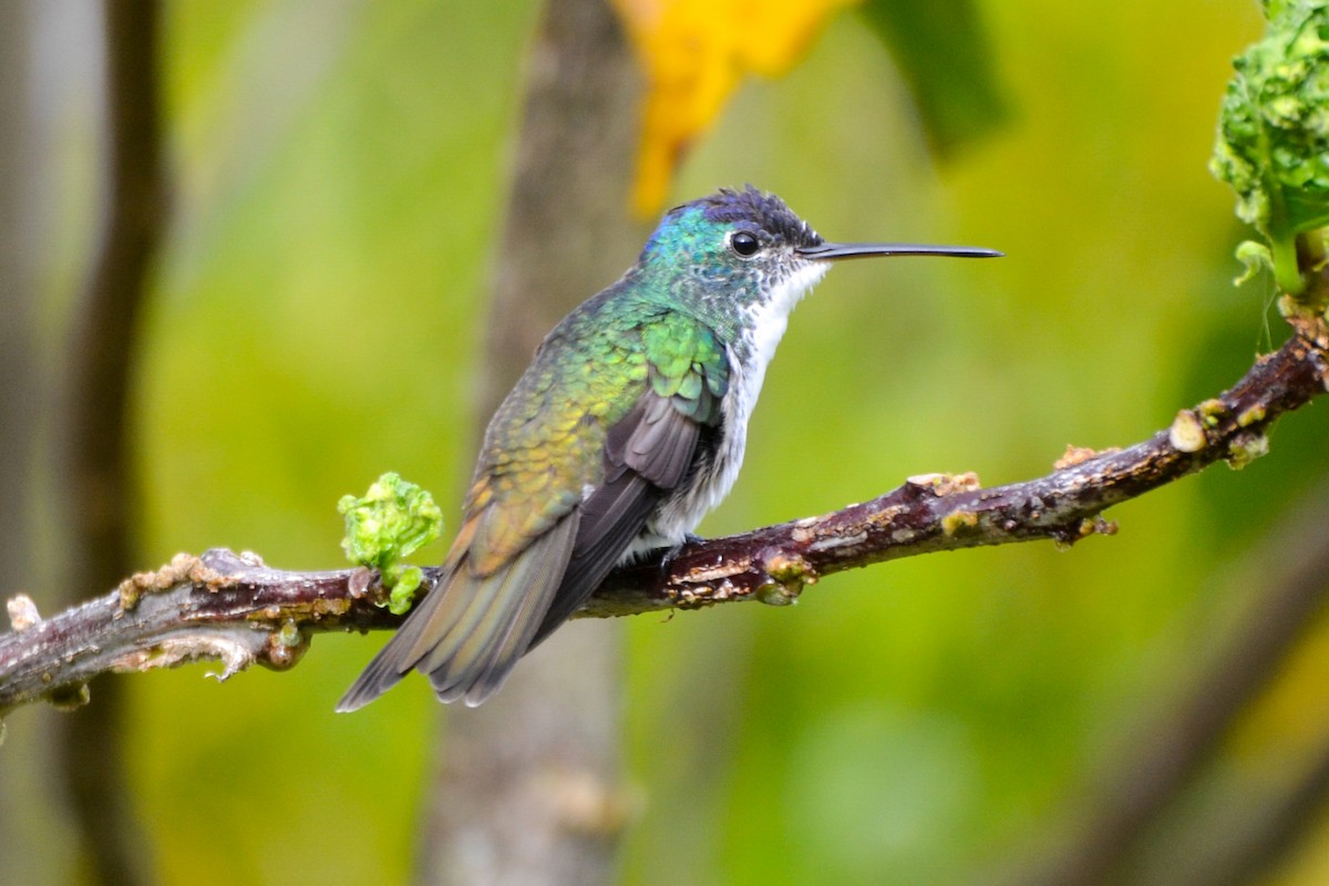 kolibřík andský - ML254755131