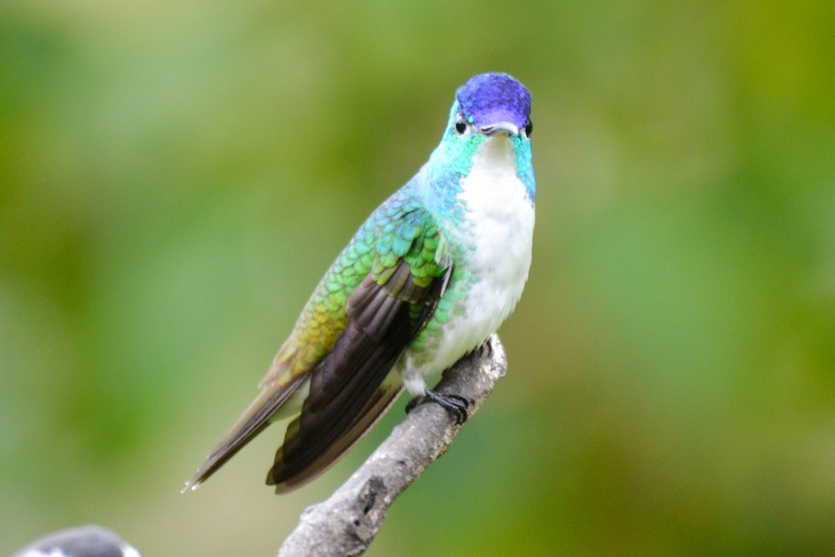 kolibřík andský - ML254755161