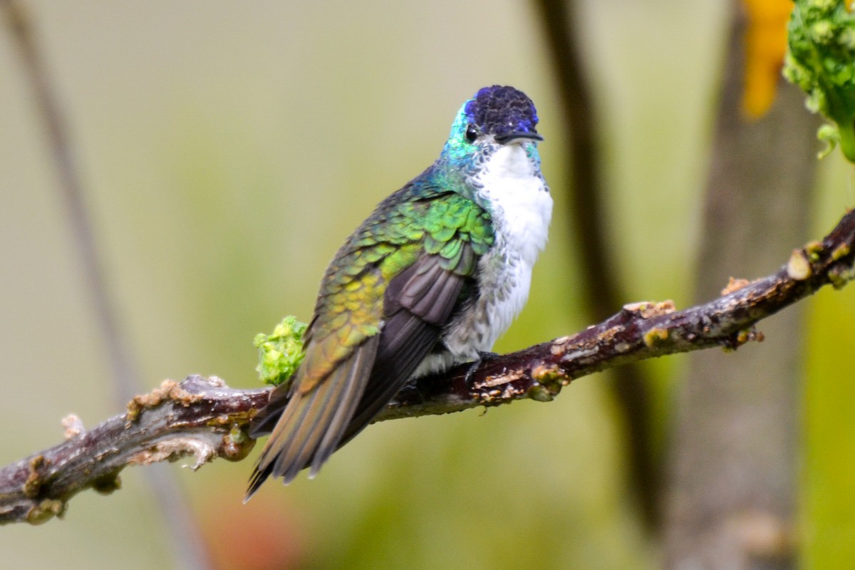 kolibřík andský - ML254755451
