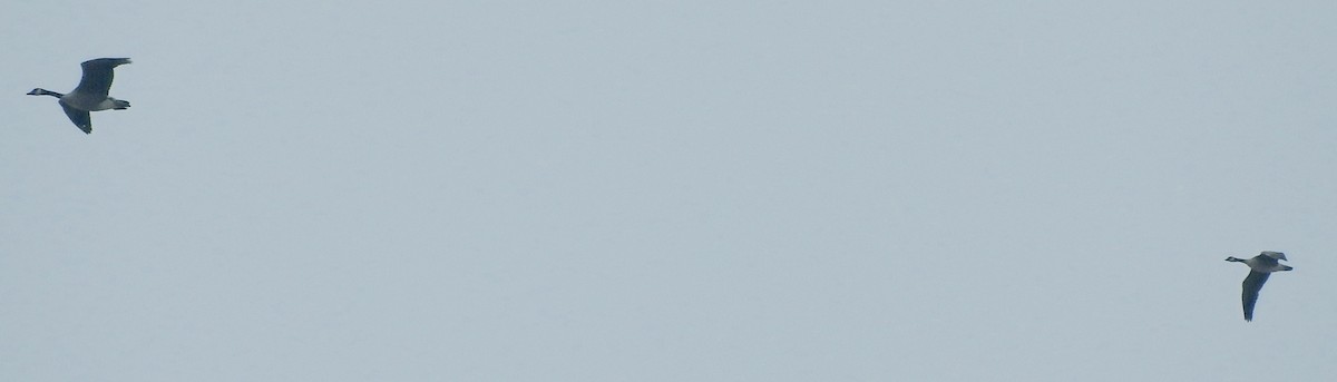 Малая канадская казарка - ML25475691