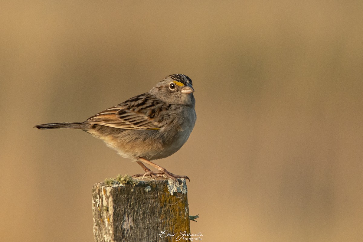 Grassland Sparrow - ML254757481