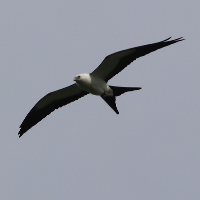 Swallow-tailed Kite - ML254758271