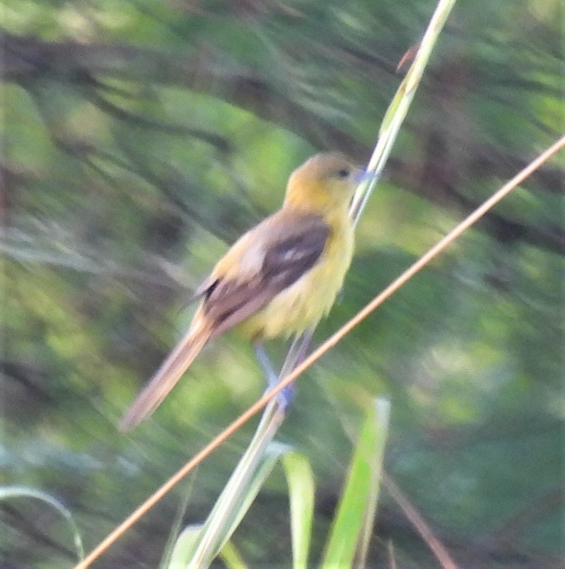 Orchard Oriole - ML254758761