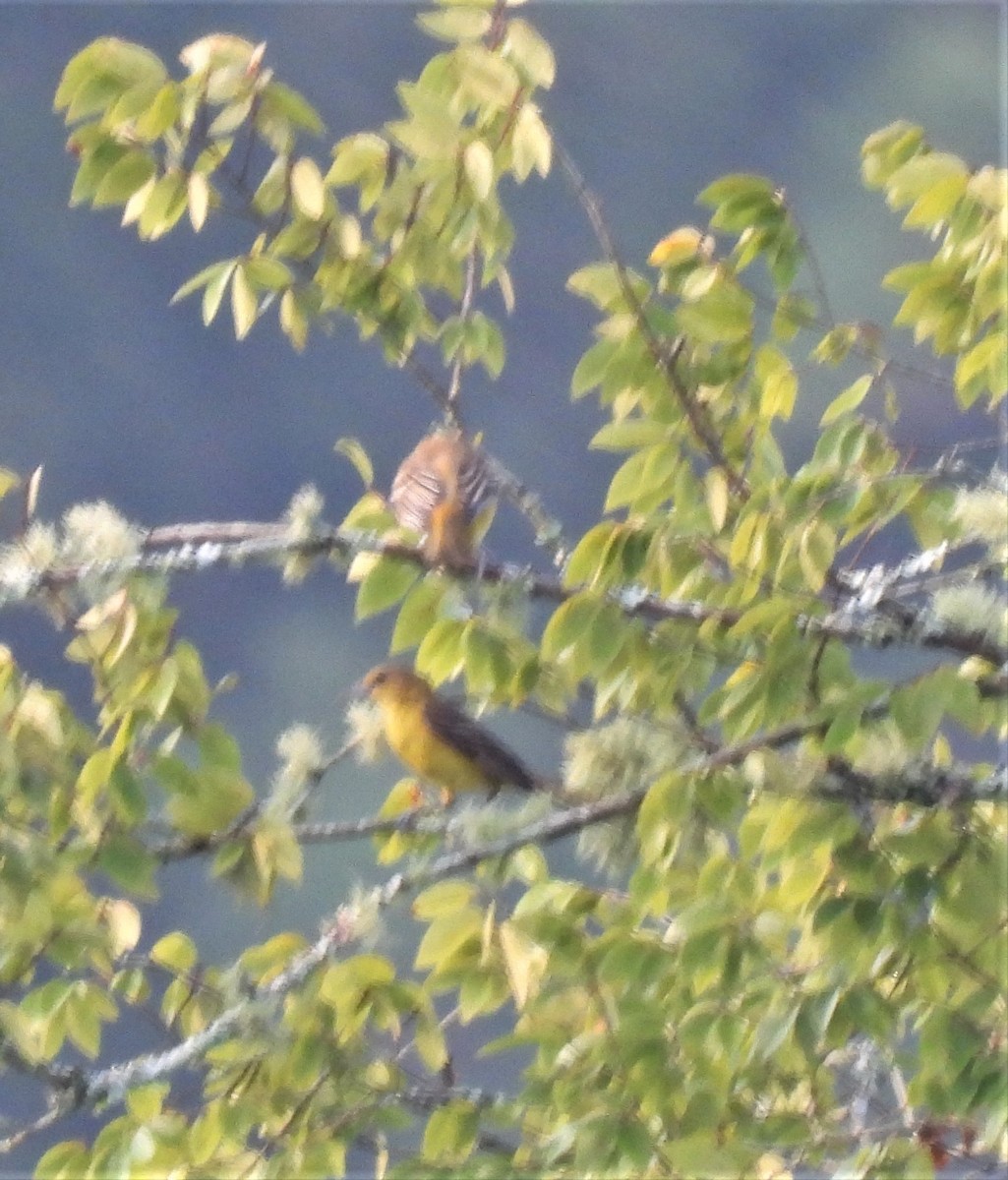 Orchard Oriole - ML254758771