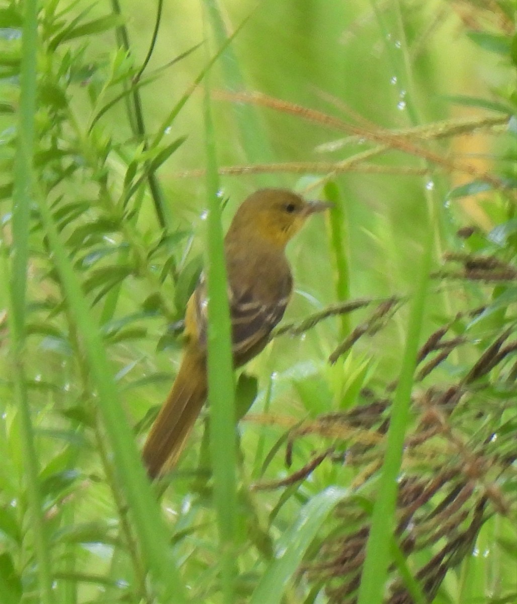 Orchard Oriole - ML254758921