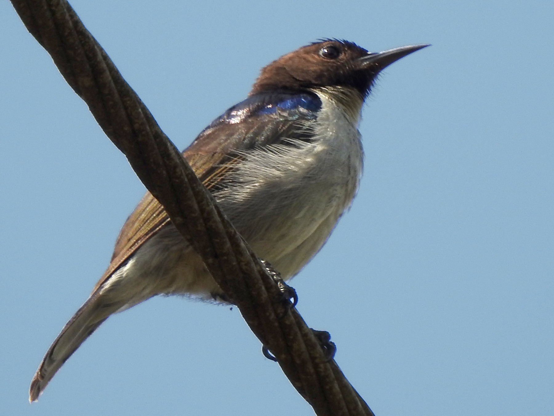 Uluguru Violet-backed Sunbird - Monte Neate-Clegg