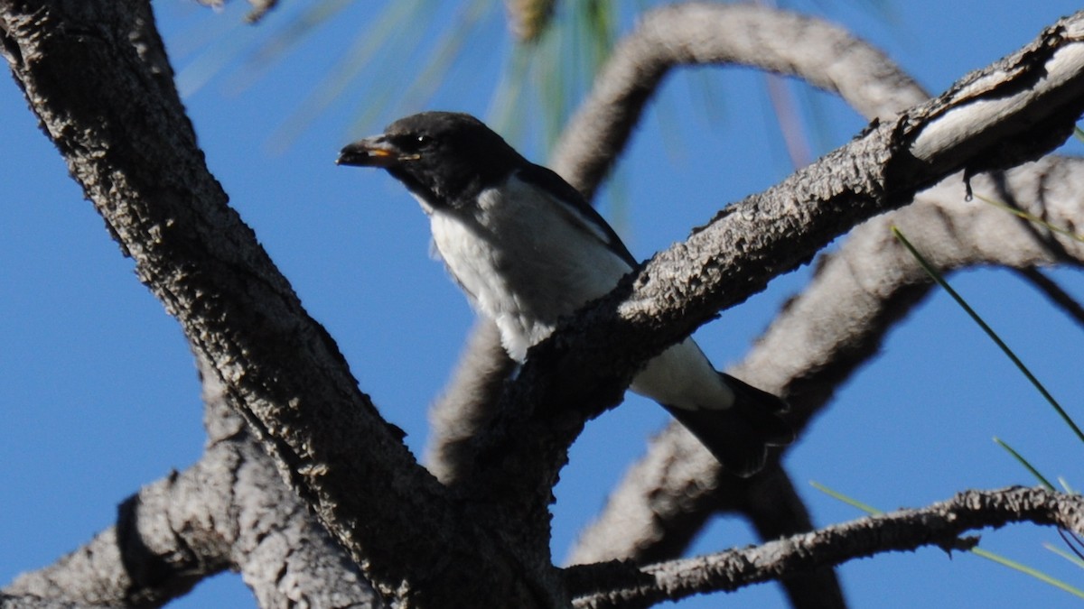 White-breasted Woodswallow - Diana Flora Padron Novoa