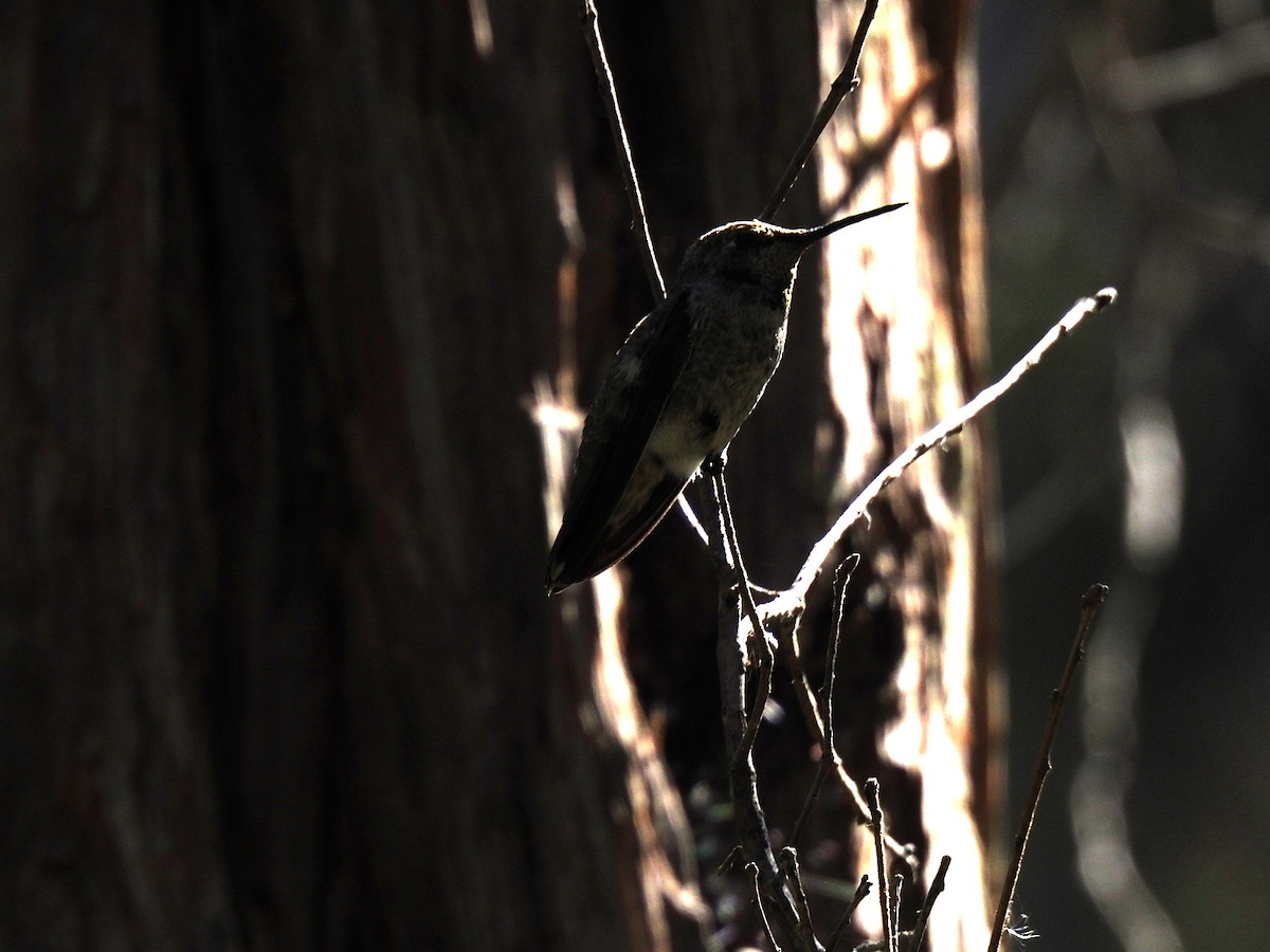 Calliope Hummingbird - ML254765081