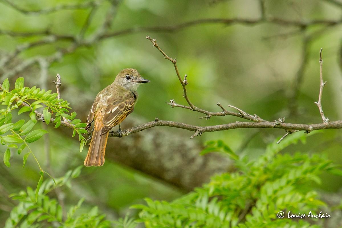 Great Crested Flycatcher - Louise Auclair
