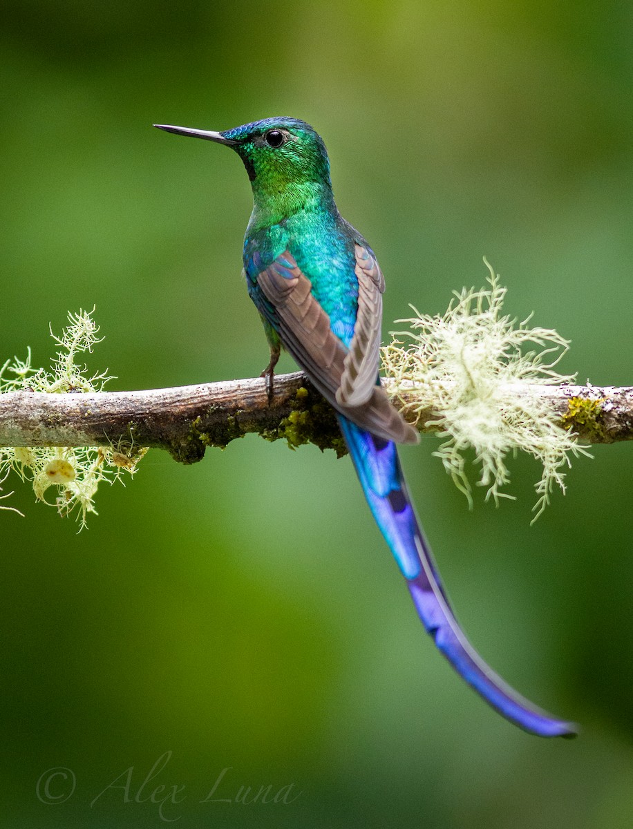 Long-tailed Sylph - ML254780081