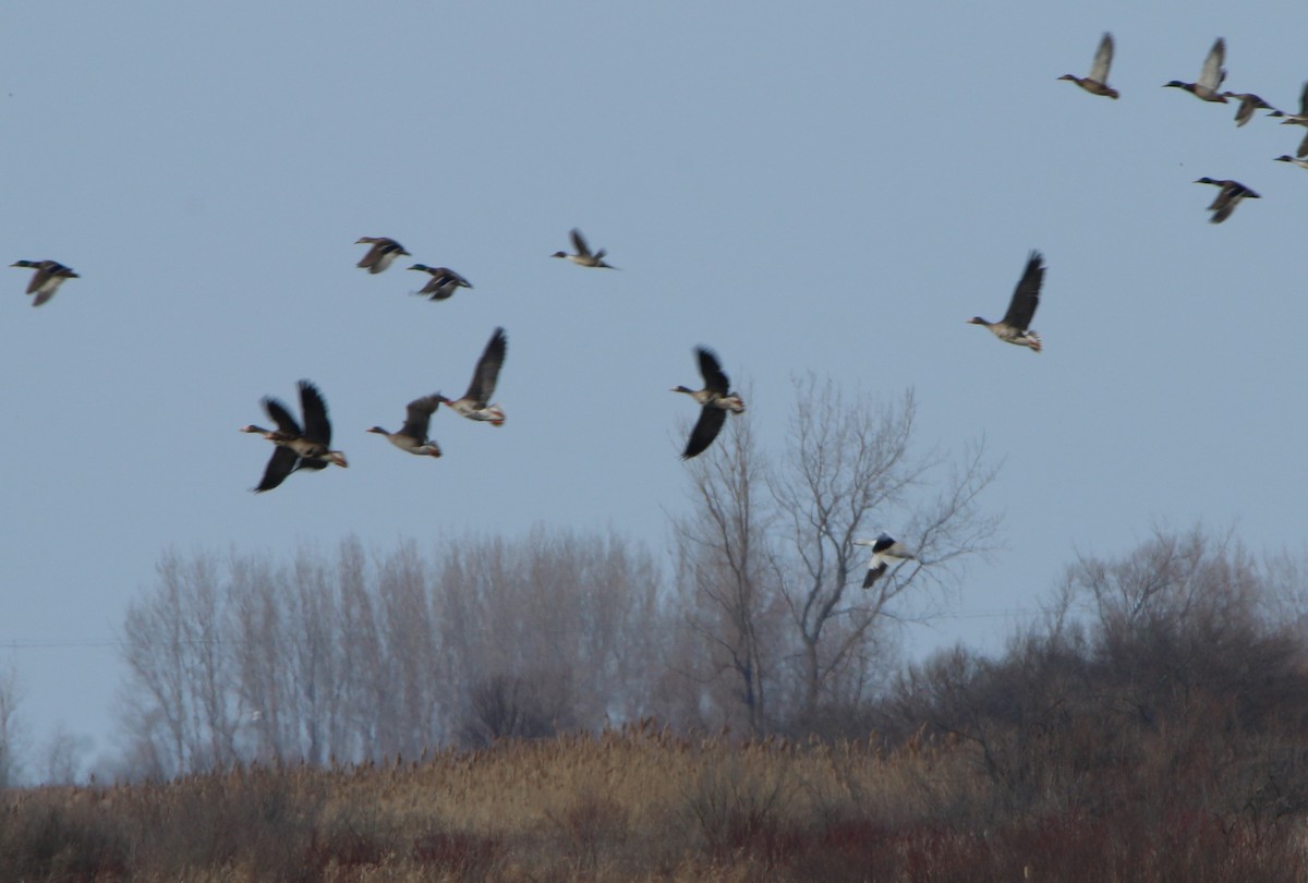 Greater White-fronted Goose - Craig Schafer