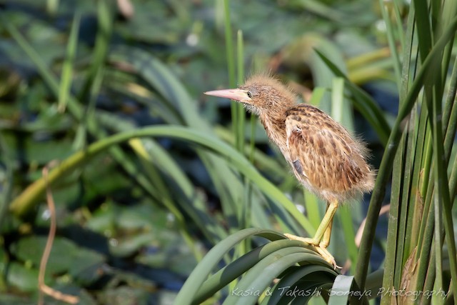 Fledgling. - Yellow Bittern - 