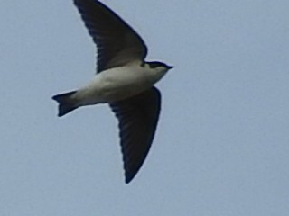 Chilean Swallow - Enrique Chiurla