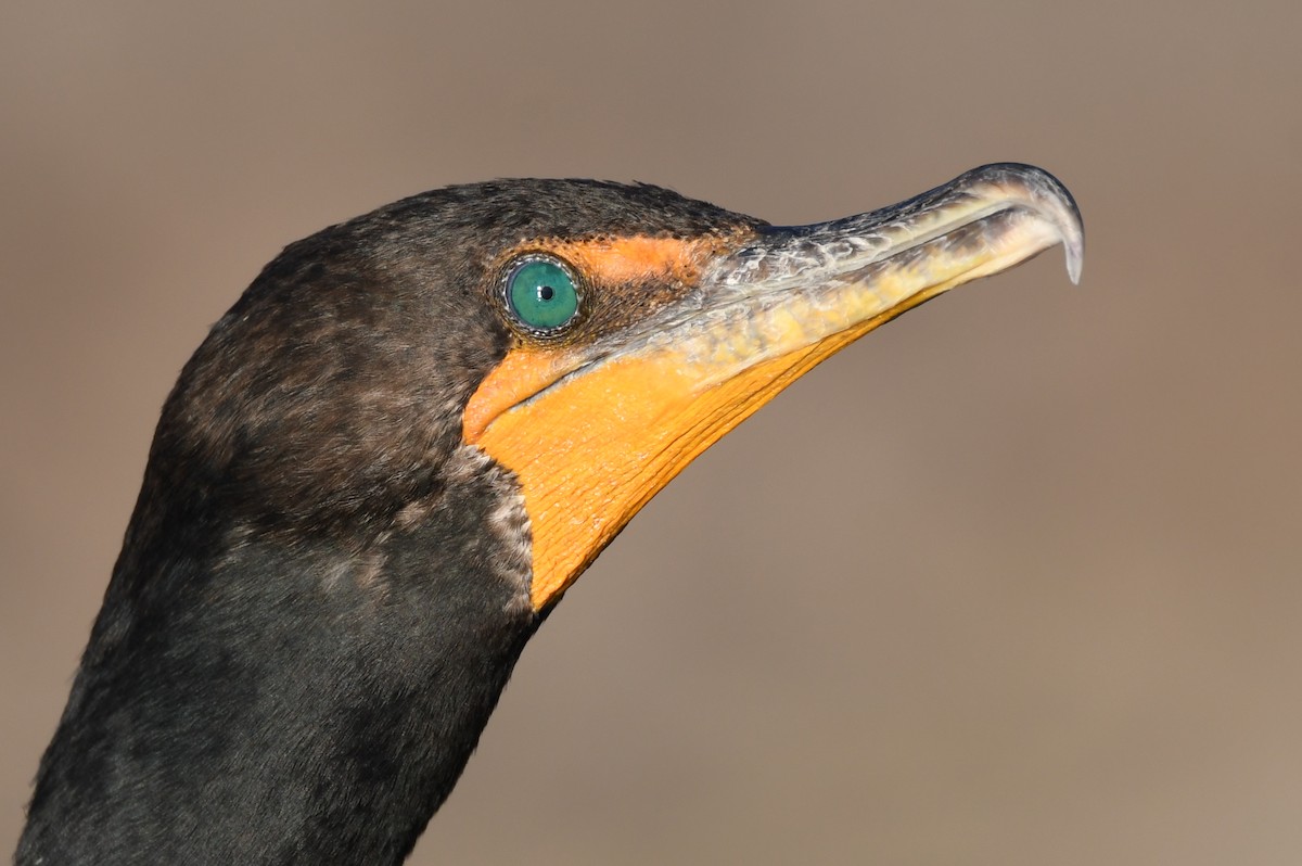 Double-crested Cormorant - Levi Plummer