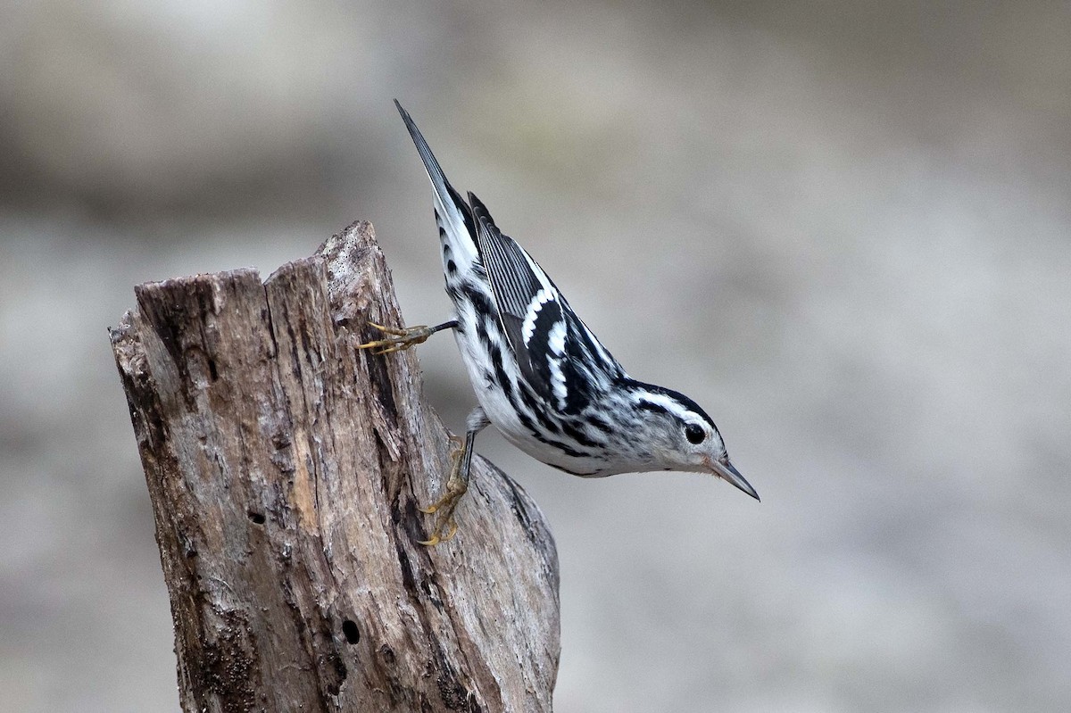 Black-and-white Warbler - Denny Swaby