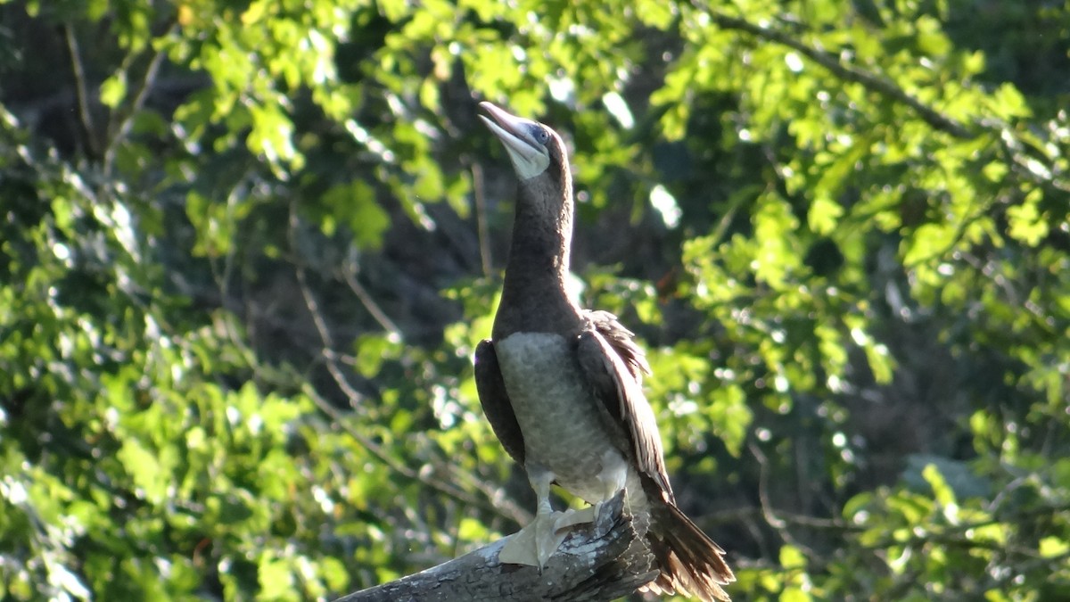 Brown Booby - ML254812291