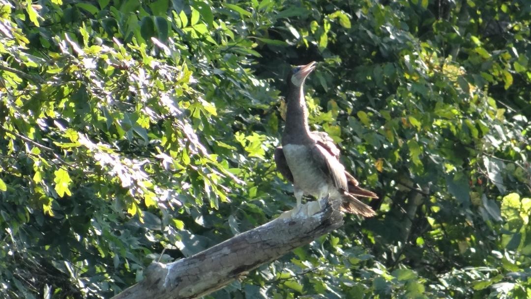Brown Booby - ML254812311