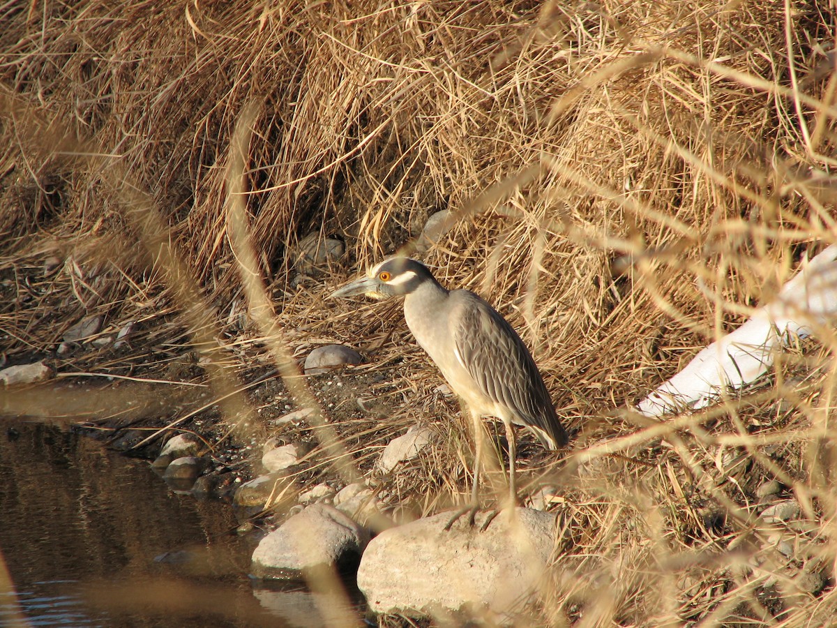 Yellow-crowned Night Heron (Yellow-crowned) - Bob Anderson