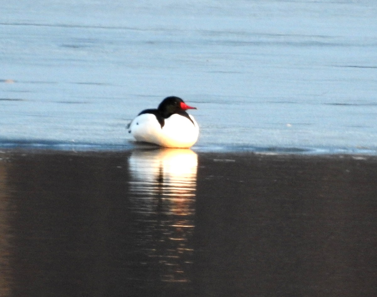 Common Merganser - Andy McGivern