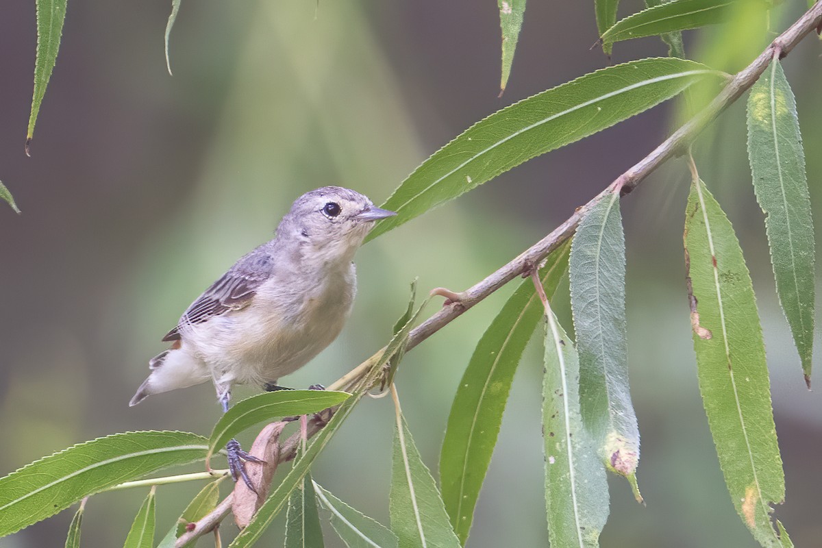 Lucy's Warbler - ML254816611