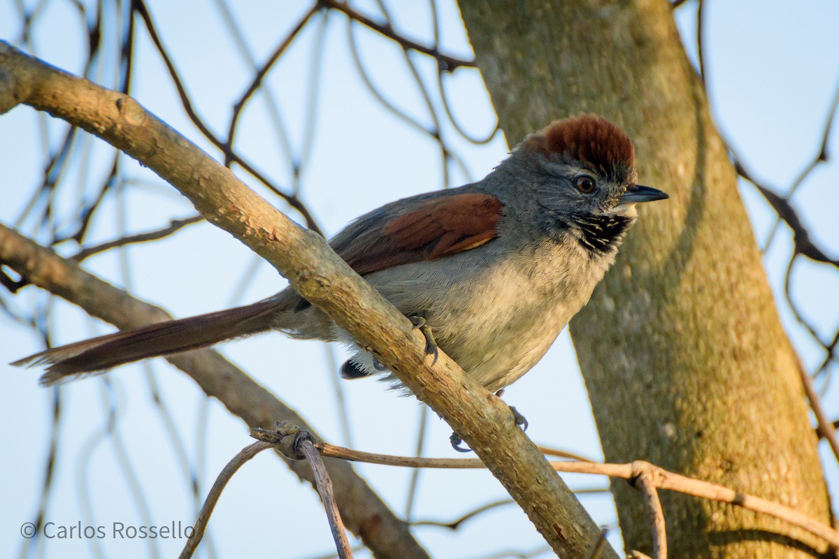 Sooty-fronted Spinetail - Carlos Rossello