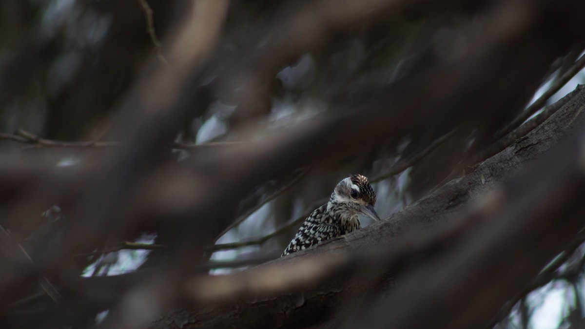 Checkered Woodpecker - Clarisse Cárdenas