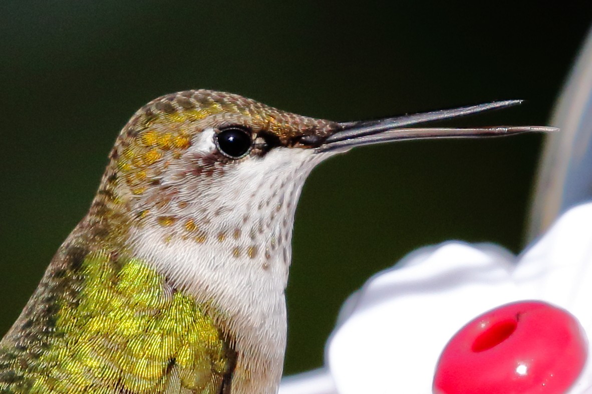Ruby-throated Hummingbird - Douglas Faulder
