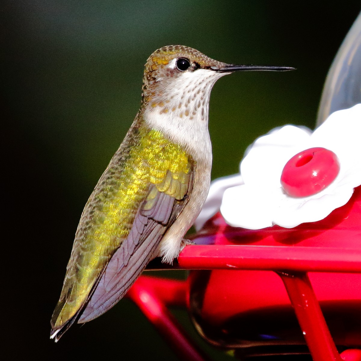 Ruby-throated Hummingbird - Douglas Faulder