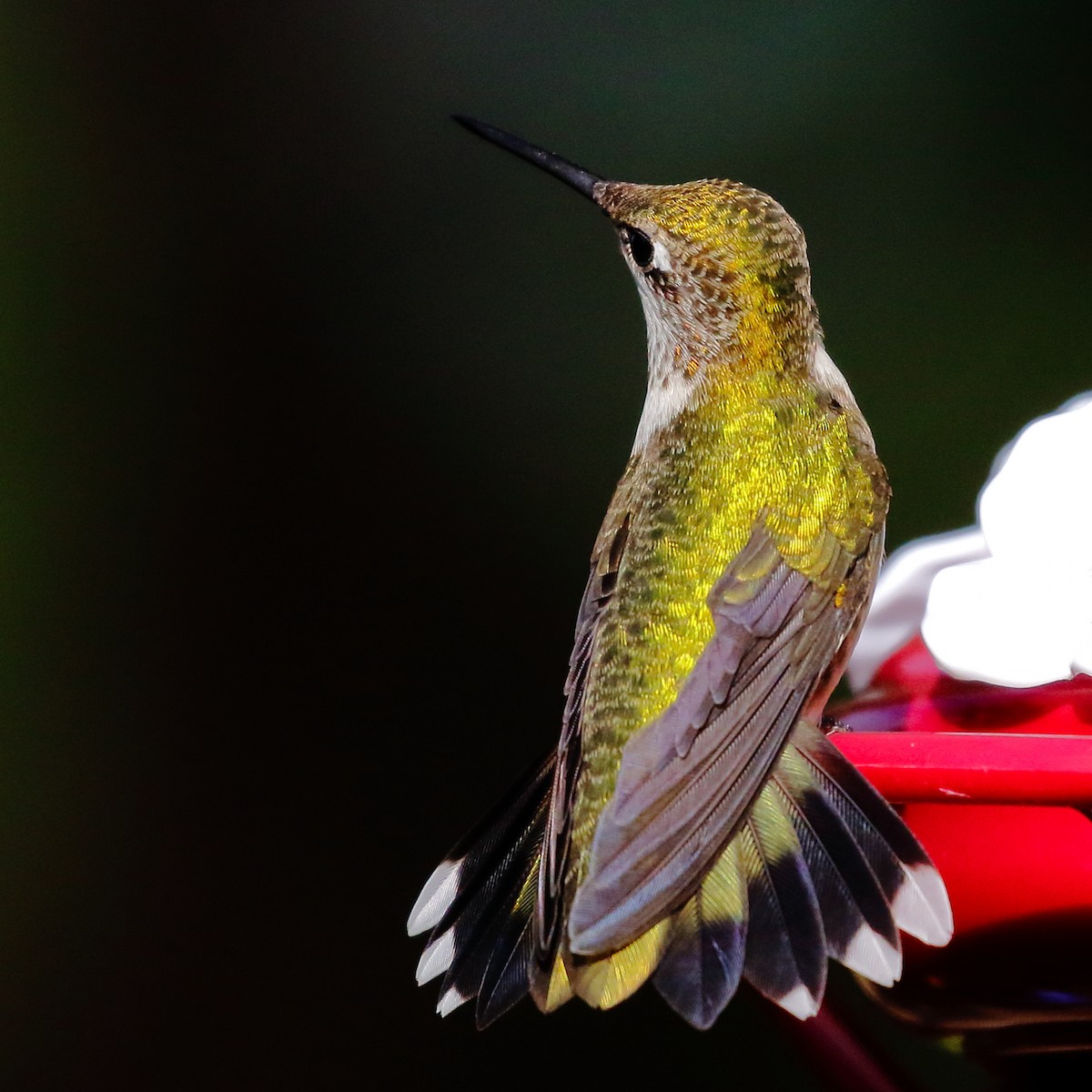 Ruby-throated Hummingbird - ML254820591