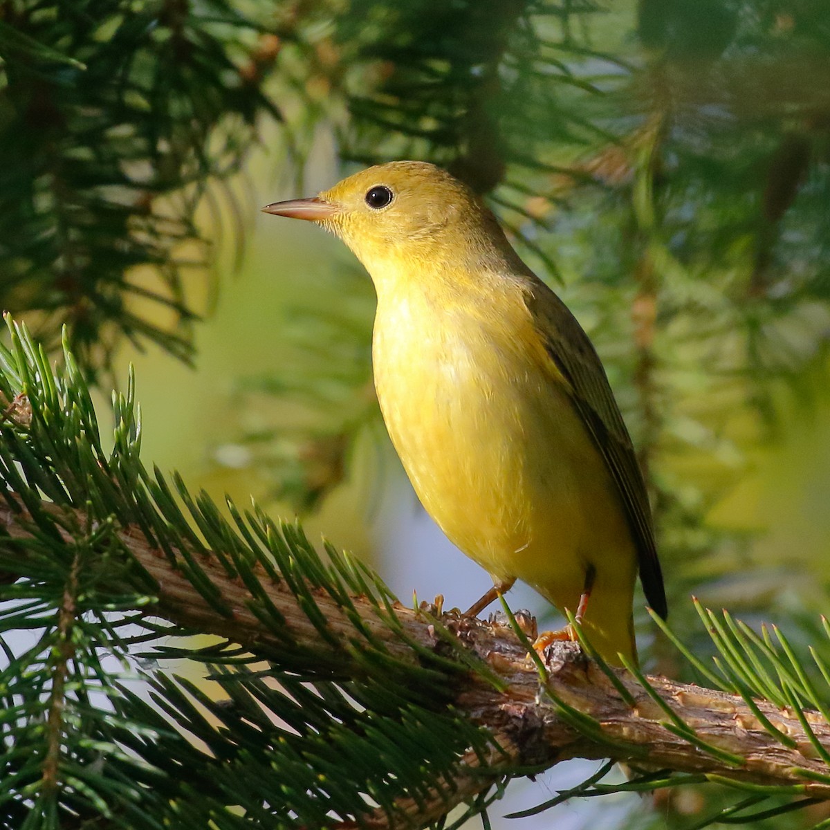Yellow Warbler - Douglas Faulder