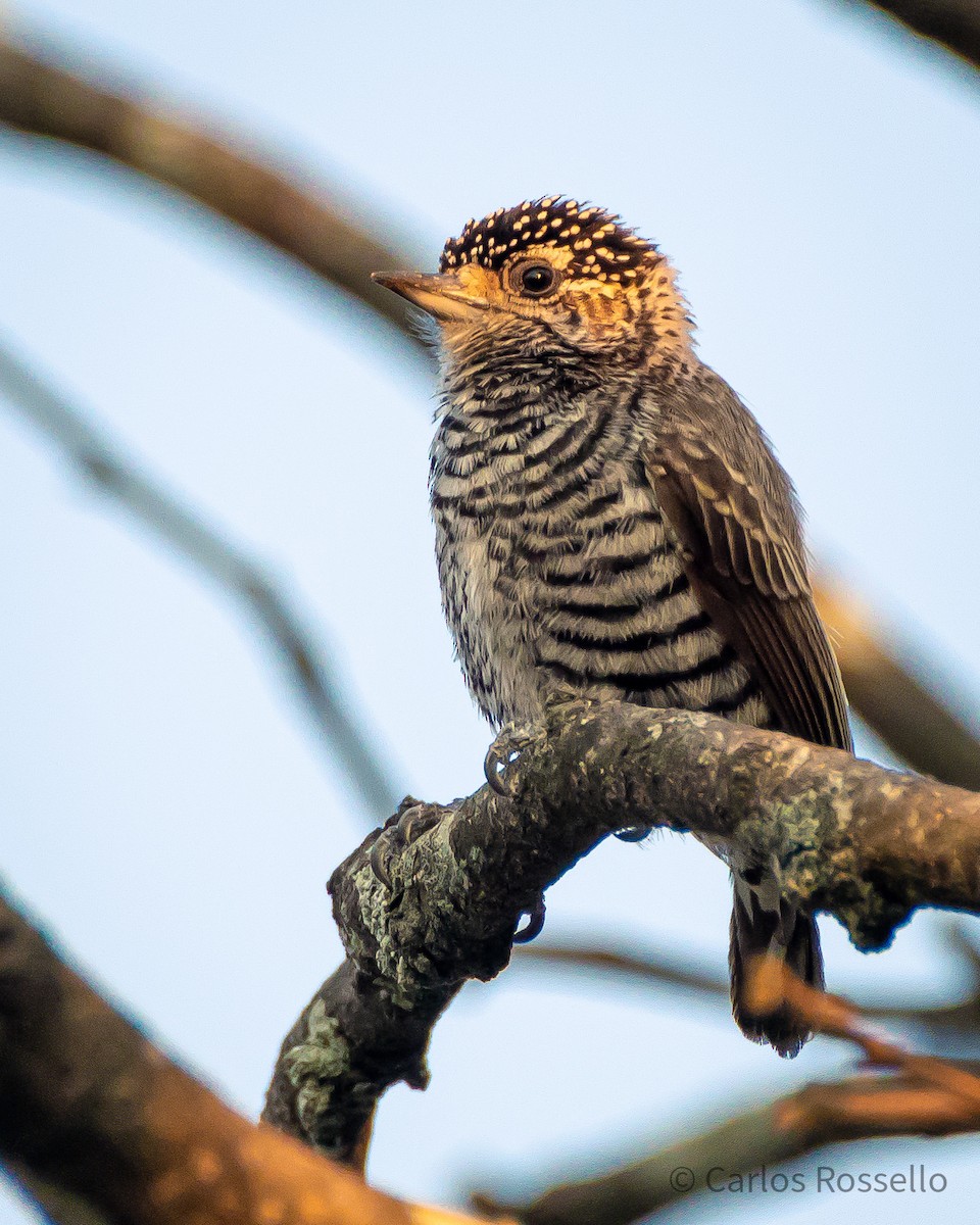 White-barred Piculet - ML254822271