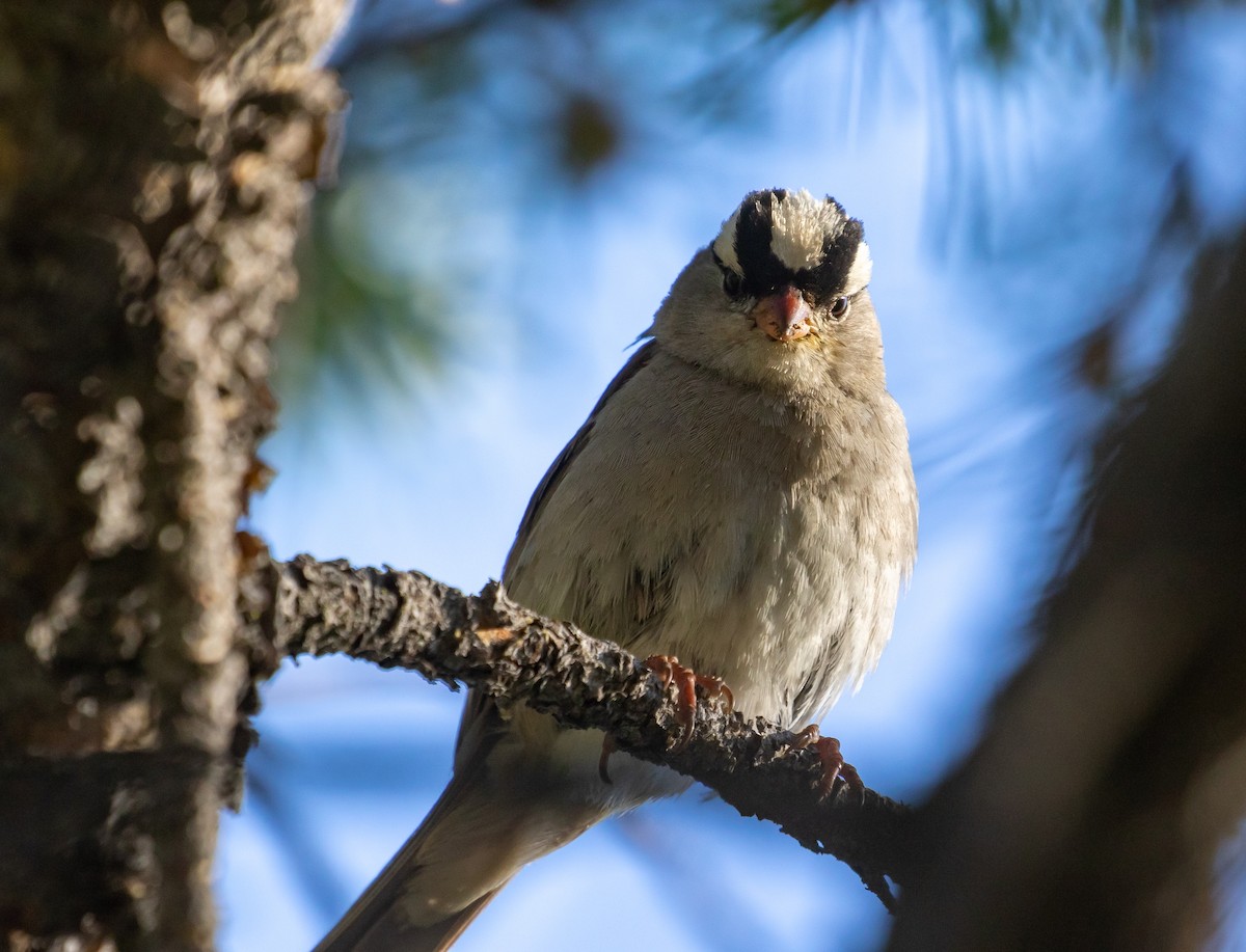 White-crowned Sparrow - ML254823051