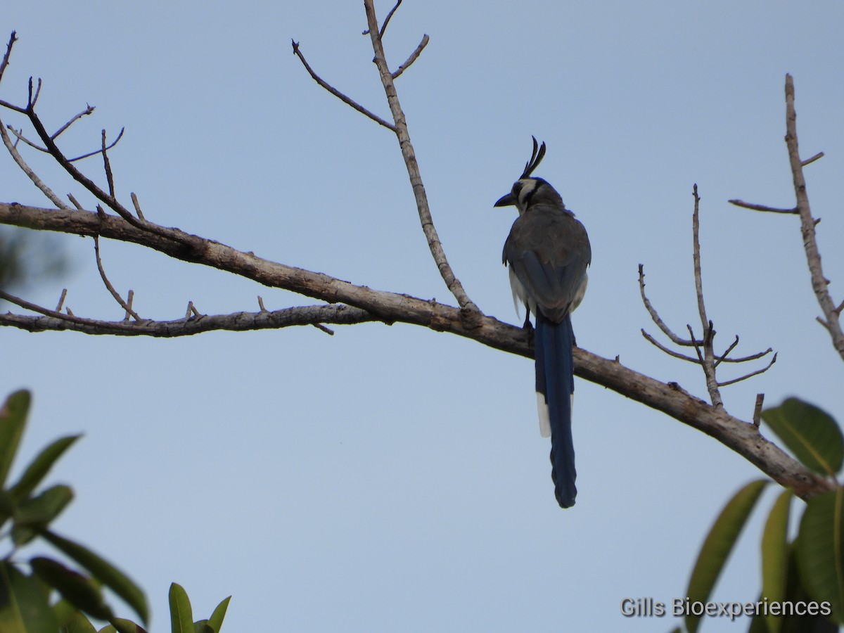 White-throated Magpie-Jay - José  Paz