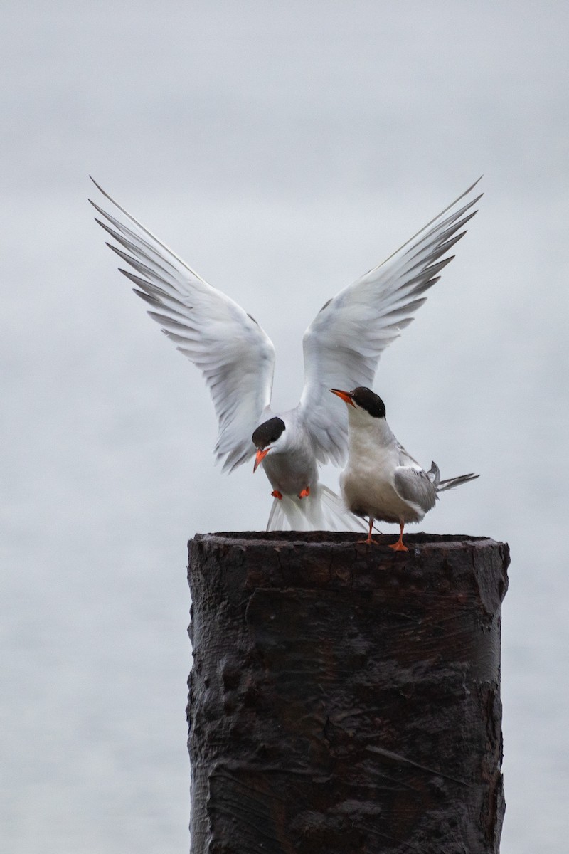 Common Tern - David Bohrer
