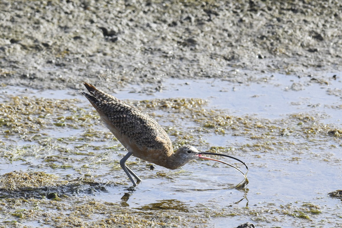 Long-billed Curlew - ML254835061