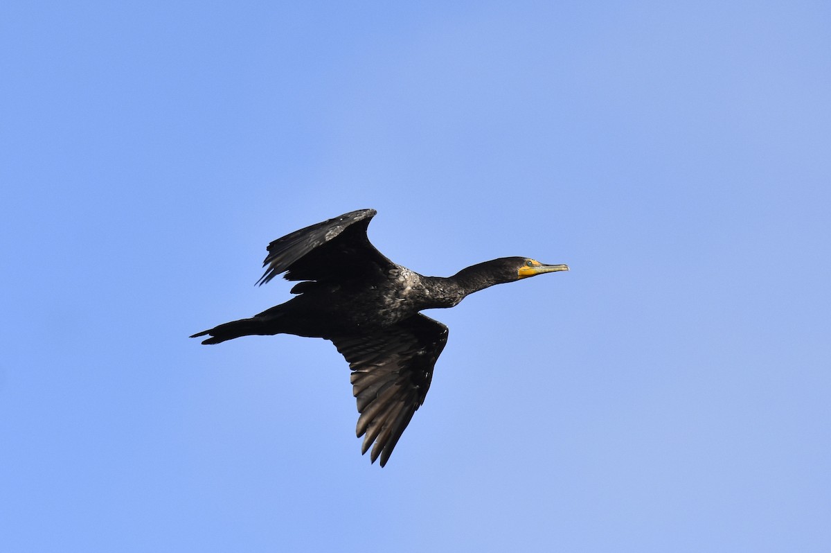 Double-crested Cormorant - Max Brodie