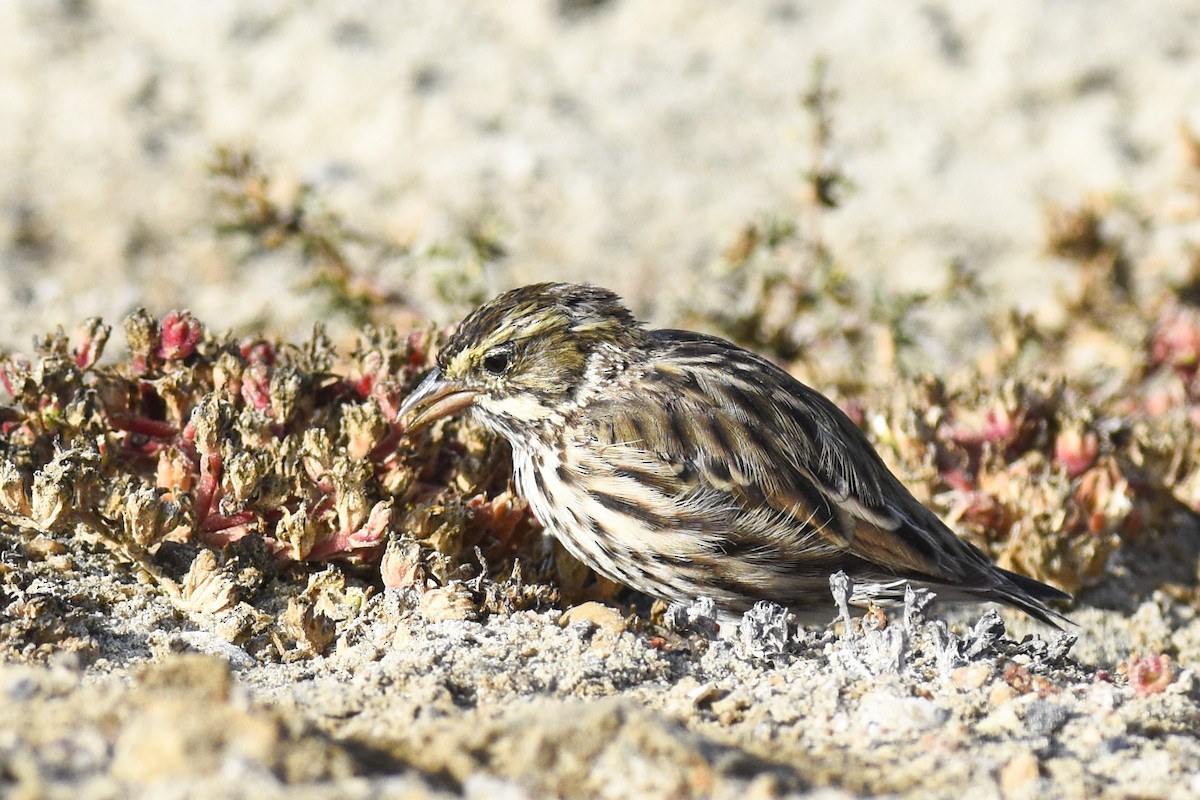 Savannah Sparrow (Belding's) - ML254835451