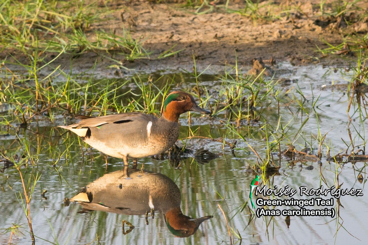 Green-winged Teal - Moises Rodriguez