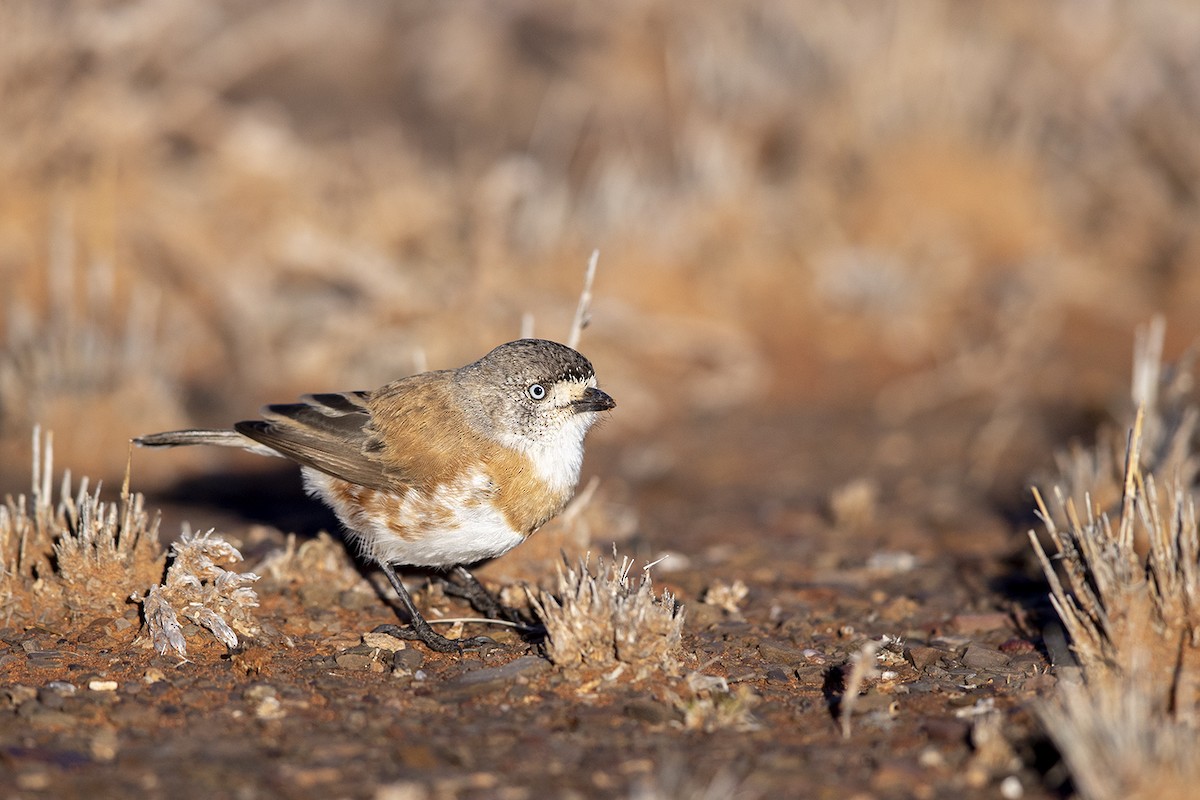 Chestnut-breasted Whiteface - ML254842221