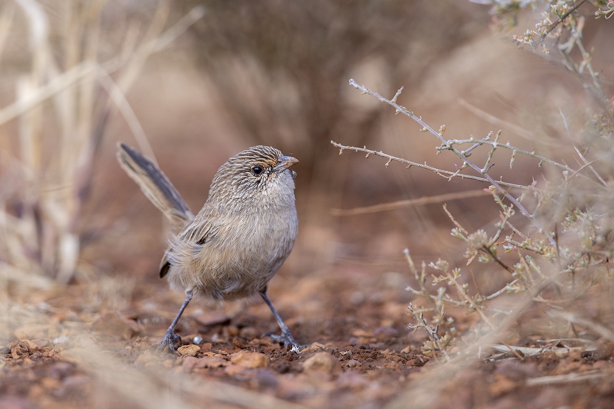 Thick-billed Grasswren - Laurie Ross | Tracks Birding & Photography Tours