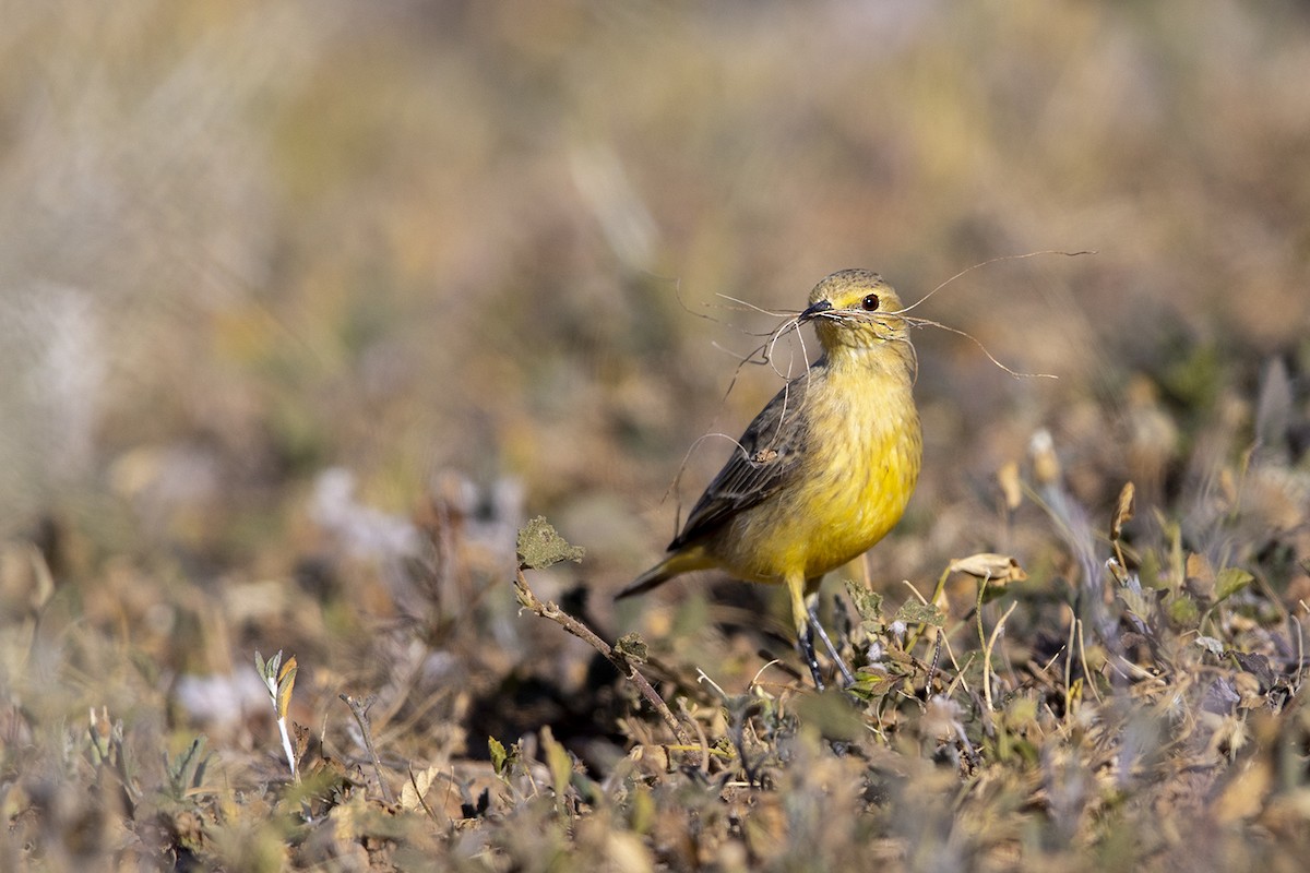 Orange Chat - Laurie Ross | Tracks Birding & Photography Tours