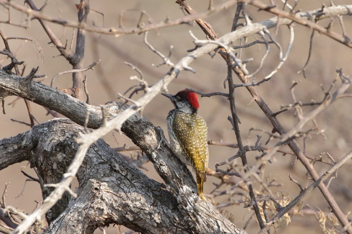 Golden-tailed Woodpecker - Olivier Laporte